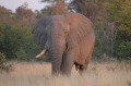 This fellow has lost one of his tusks
